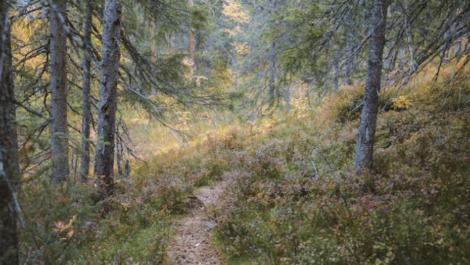 En smal stig som slingrar sig genom gles tallskog i sensommarljus.